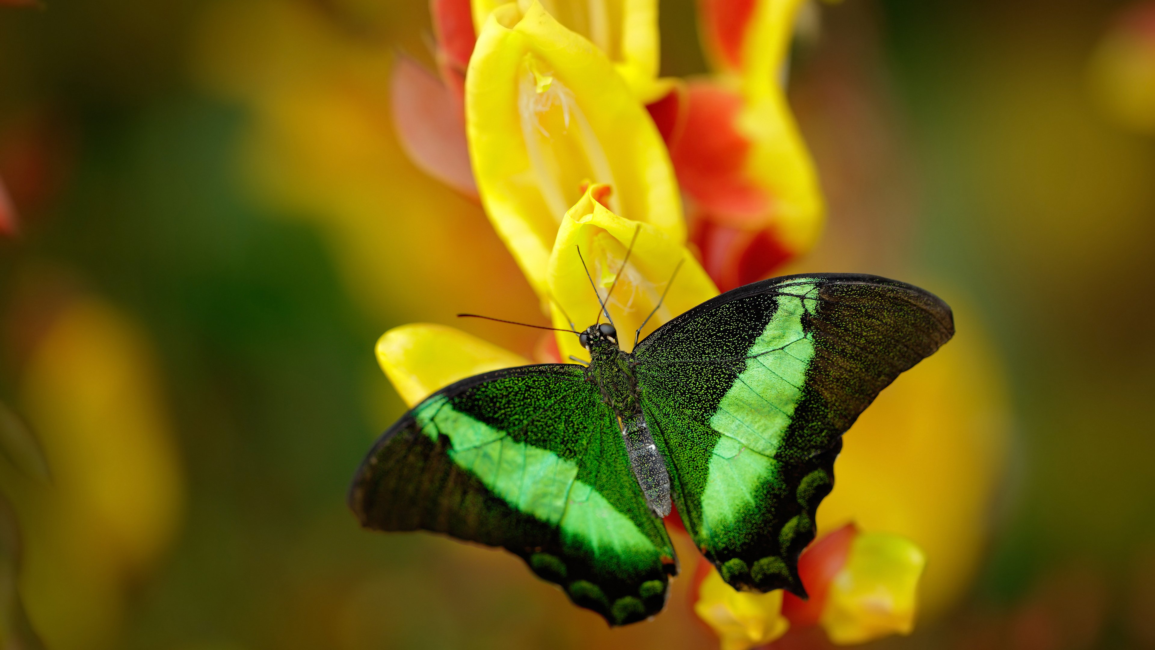 FB体育在线-WRC赛事现场：氛围火爆燃爆场面，wrc 2022