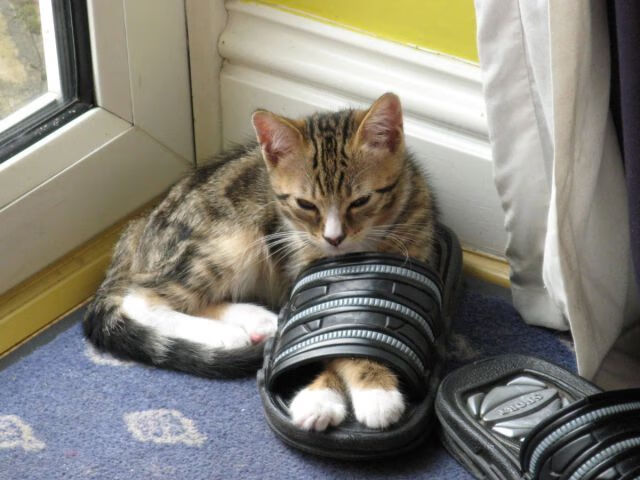 _篮网持续领跑，展现联盟霸主姿态_，篮网sg