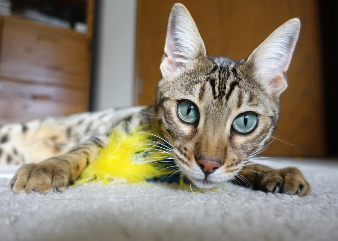 “专业青训教练引领，提升少年攻防技巧”，青训教练是什么意思