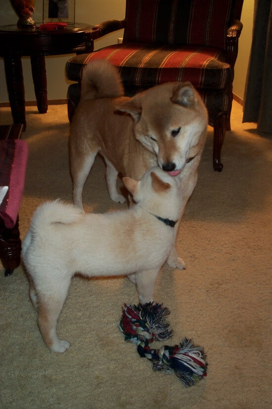 “球迷狂欢：最感人应援场面回顾”，球迷球迷