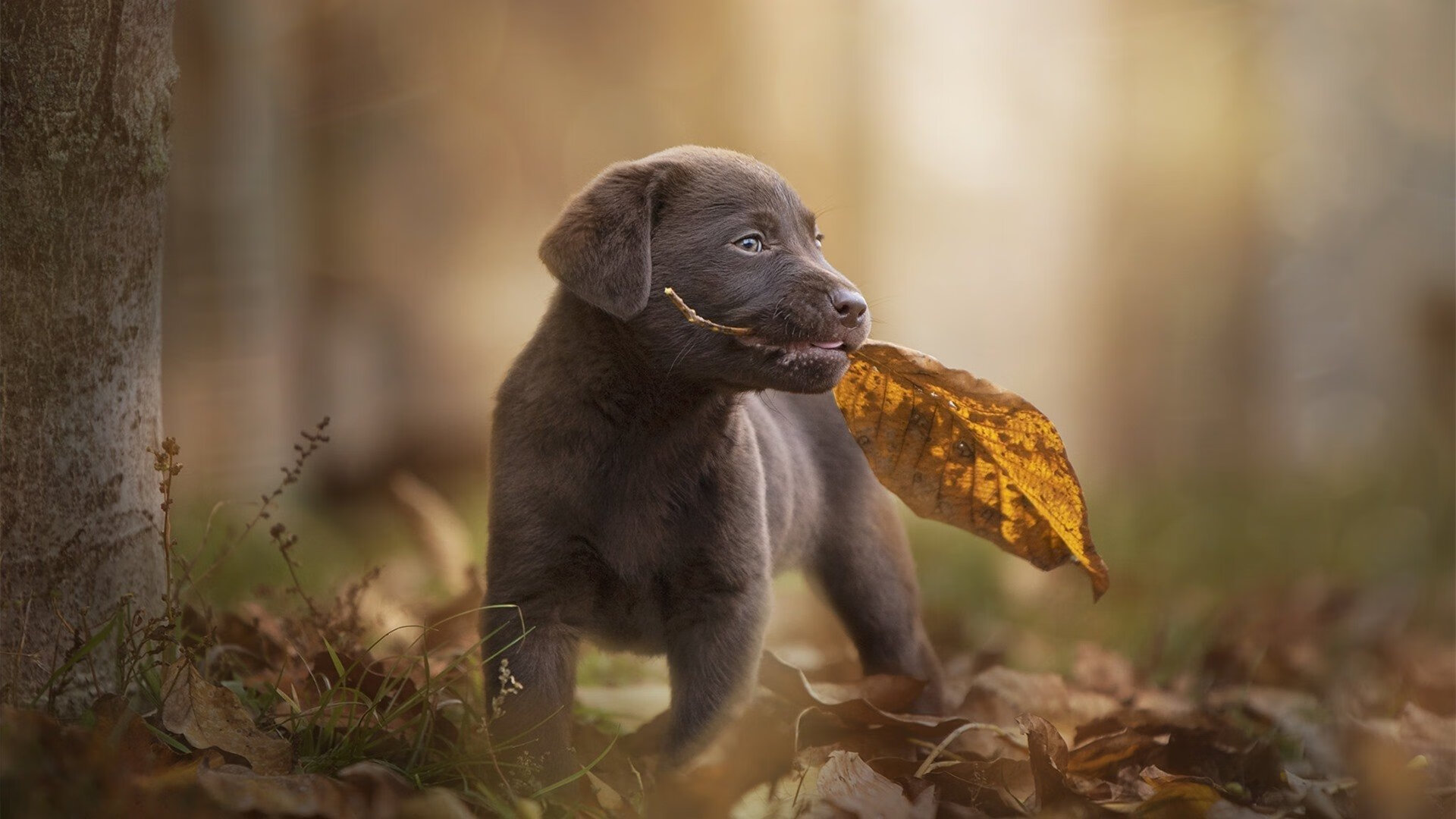 《Dota 2年度大事件，冠军之争激烈升温》，dota2历年冠军和奖金