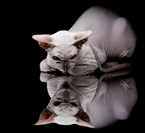 世界马术锦标赛中国骑手进入前十，中国马术冠军骑手有哪些