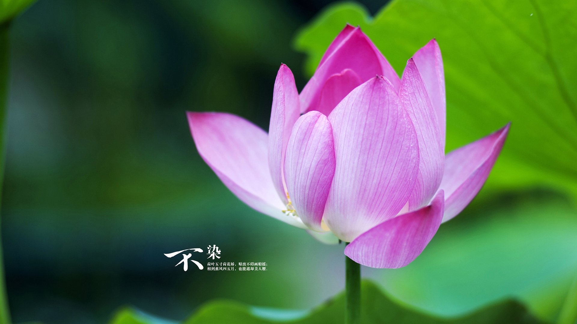 -世界障碍赛跑挑战赛，极速越障彰显勇气，障碍跑冠军是谁