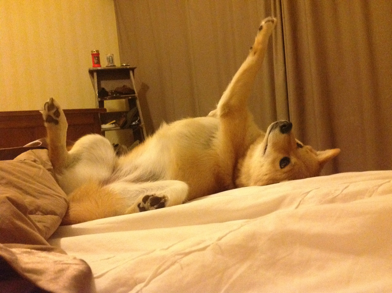 FB体育官网-上海“青春篮球季”点燃青少年运动热情，推动全民健身，2021上海青少年篮球锦标赛