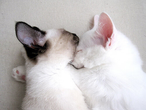 FB体育网页版-今年联盟最“爆炸”扣篮集锦你看过几场？，扣篮炸裂