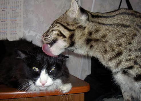 fb体育在线官网-创新赛事模式，颠覆传统电竞体验！，电竞创联赛