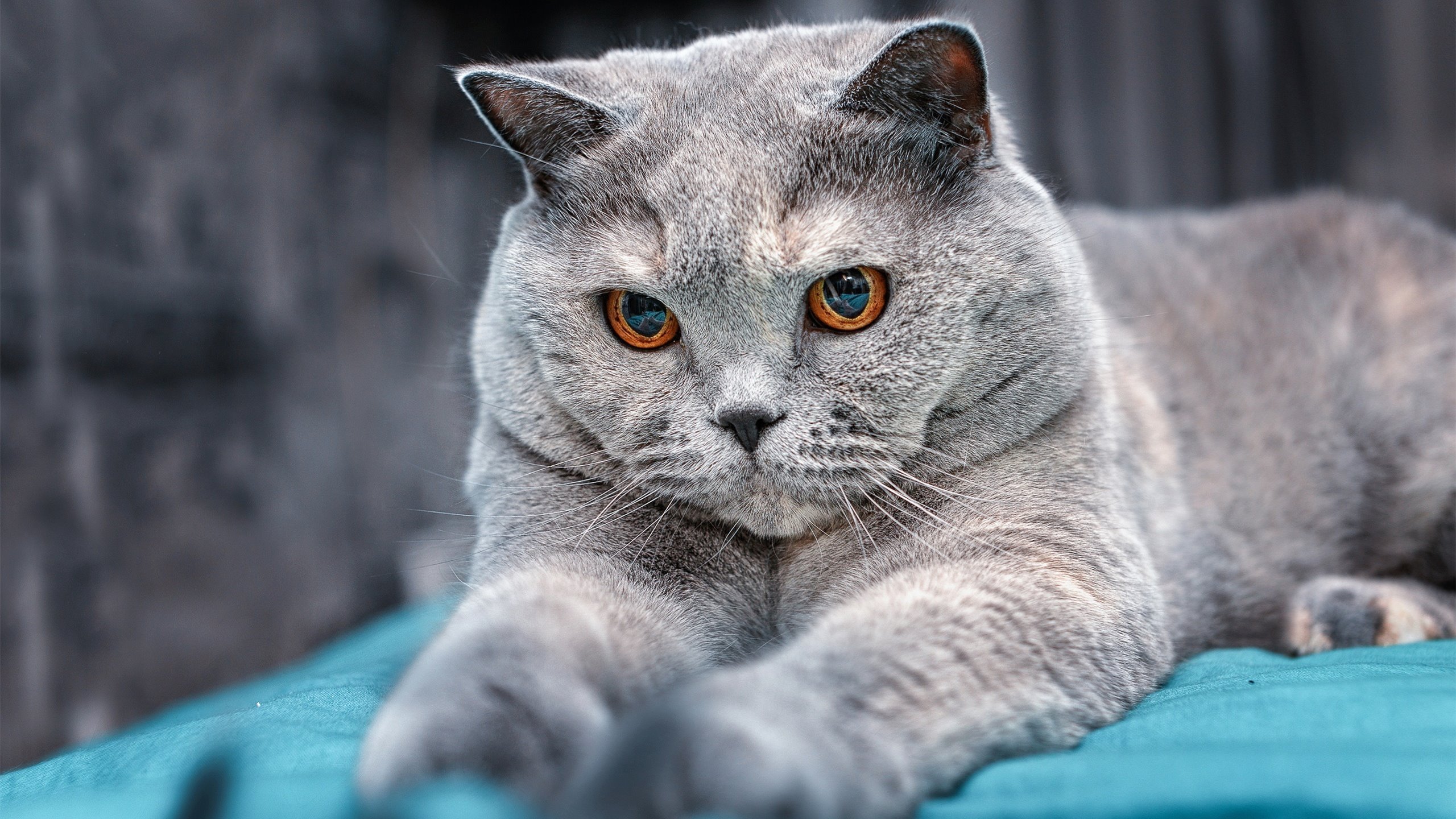 游戏安全技术的加强：反作弊与防攻击，游戏fan安全