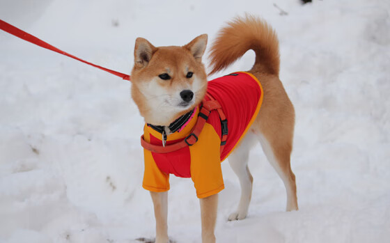 fb体育在线官网-电子竞技：虚拟世界中的王者争夺，电子竞技的虚拟性