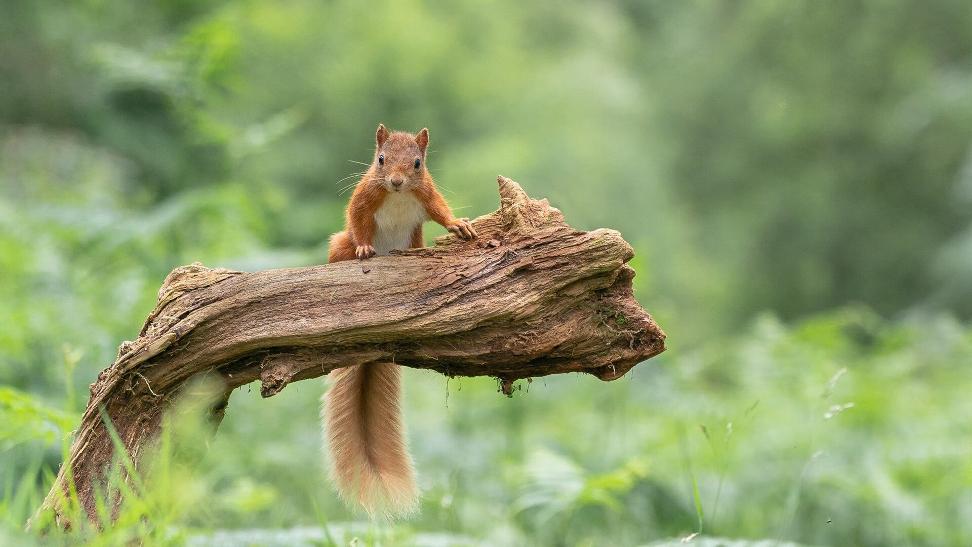 FB体育网页版-福布斯榜单：车手商业影响力分析，世界顶级车手