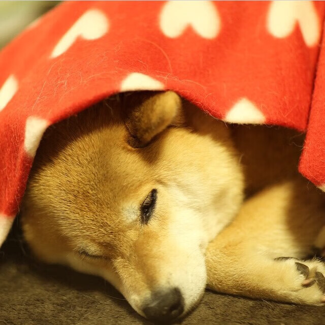 超级替补崛起：因伤缺席的球员何时归队？，足坛超级替补