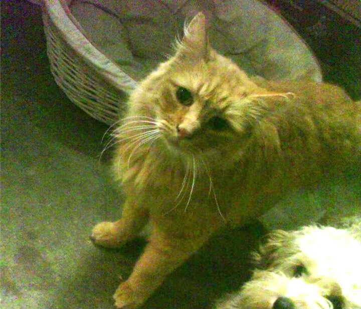 山东高速球队关键球员发挥稳定，山东高速集团男篮