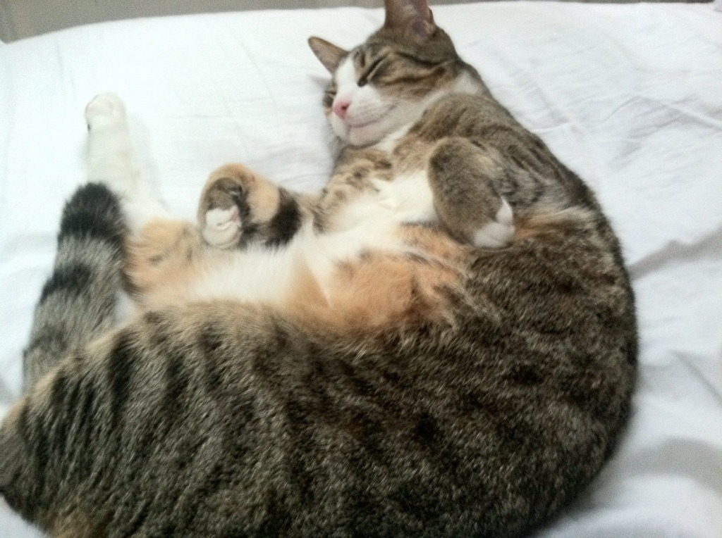 拜仁慕尼黑主教练表示球队目标冠军，拜仁慕尼黑 主教练