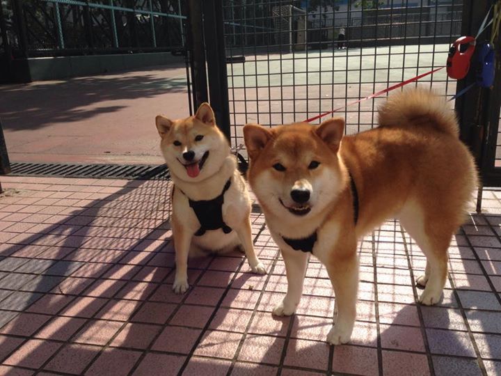 是否应公开球员职业规划发展路径,规划球员政策