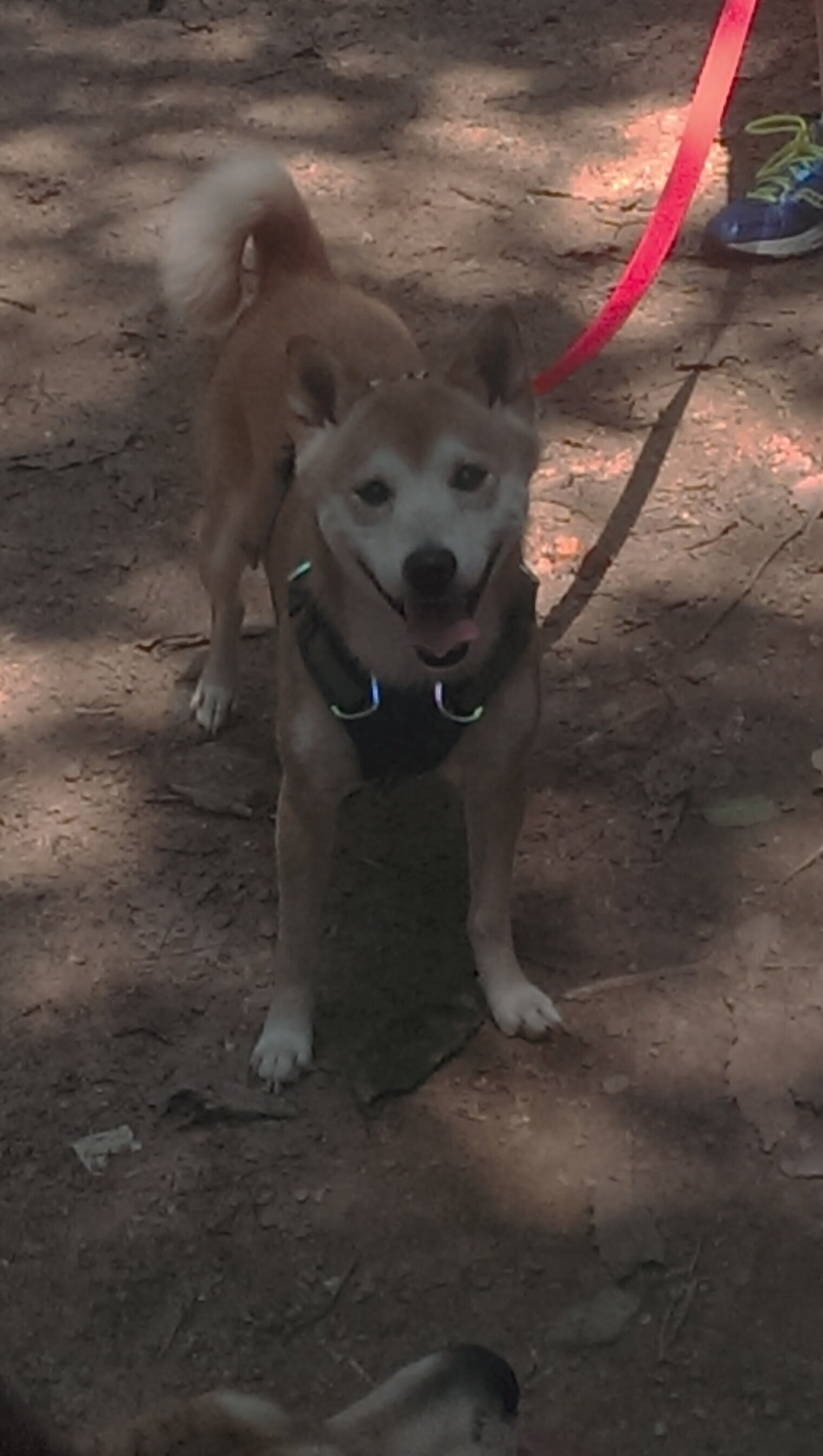 NBA赛季盖帽效率提升策略,nba常规赛盖帽王