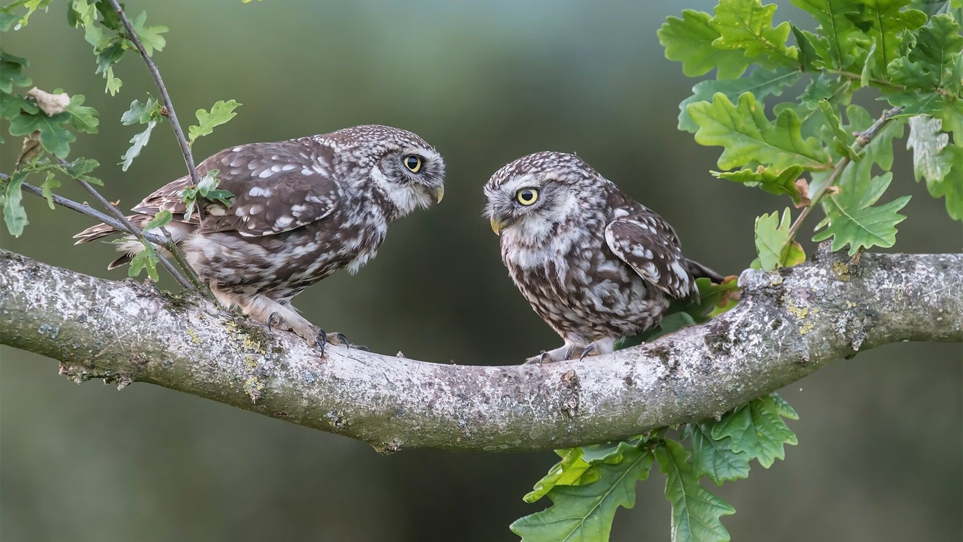 fb体育平台安全-女排大奖赛江苏女排赢得冠军，女排大奖赛北京站直播在哪看