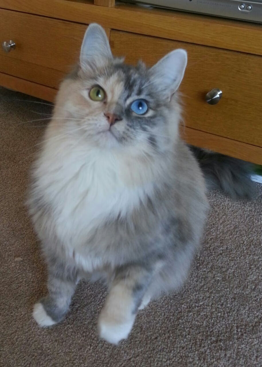 意甲球员视觉-空间判断力训练提升快速传导成功率,空间判断能力如何提高