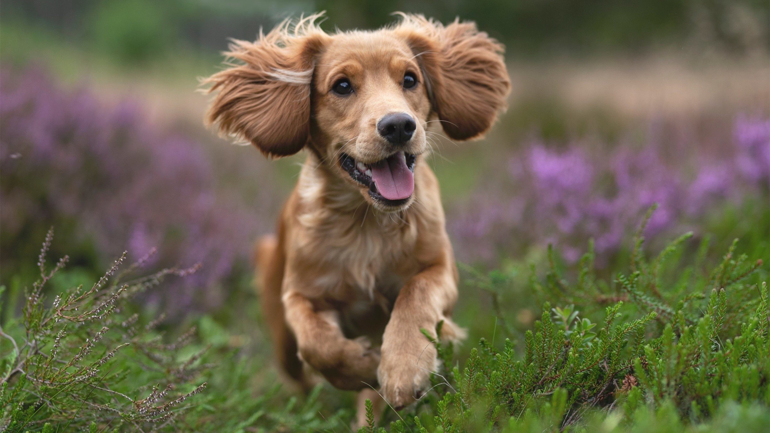 篮球运动员专项体能训练课程设计及科学实施研究,篮球专项体能训练的心得体会