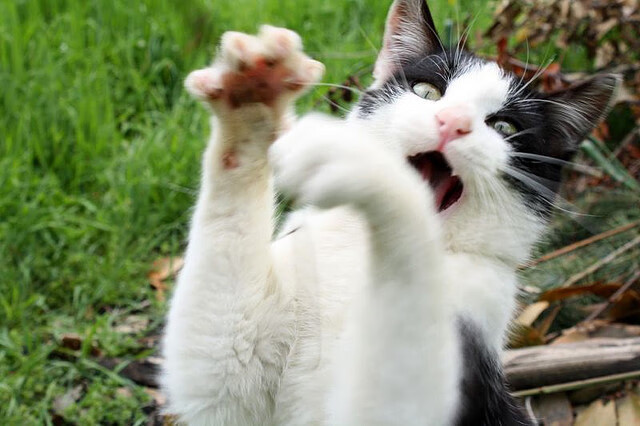 埃及队在2024年混合团体世界杯中的表现回顾，埃及晋级世界杯